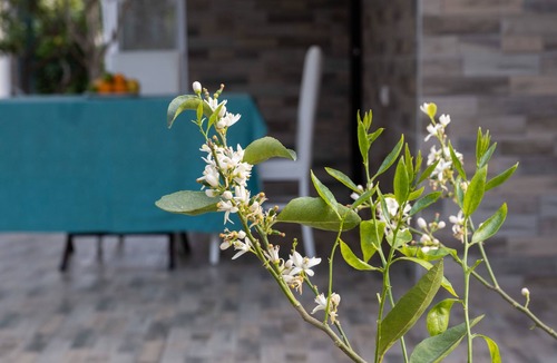 Bogazkent Villa | Villa Lale