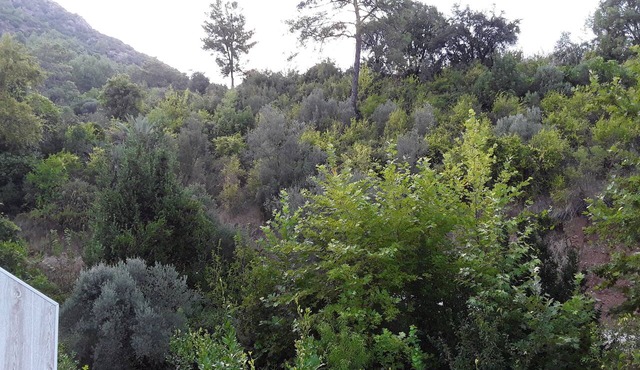 Waldvilla