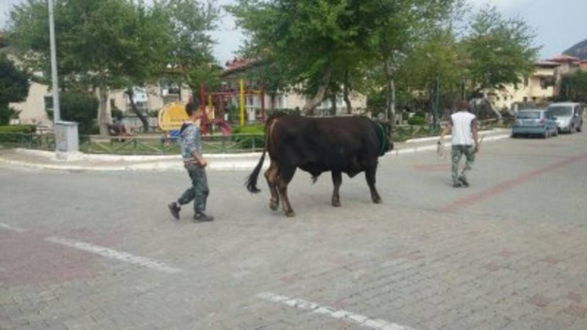 Photo of Others in Icmeler City Center