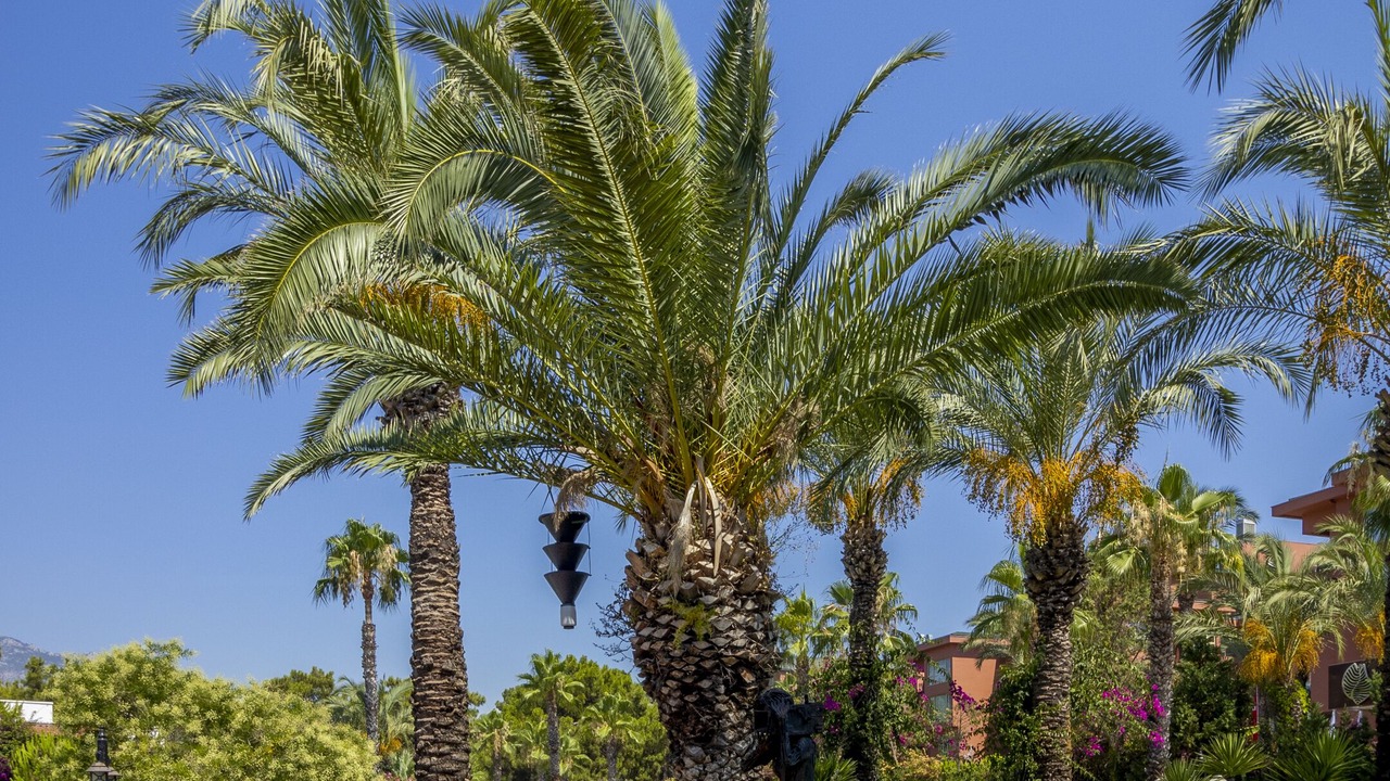 Photo of Outdoor in Camyuva