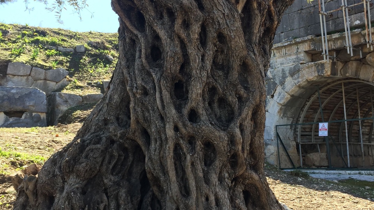 Photo of Others in Patara