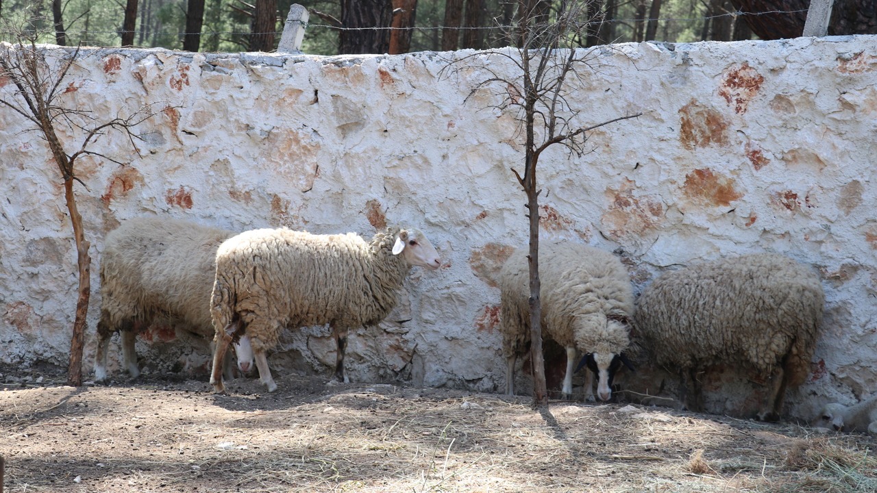 Photo of Outdoor in Faralya