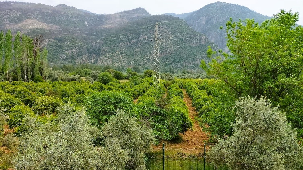 Photo of Outdoor in Koycegiz