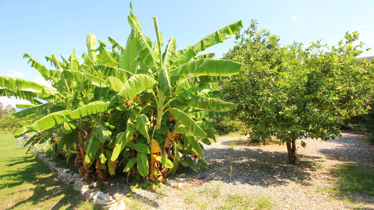 Photo of Outdoor in Dalyan