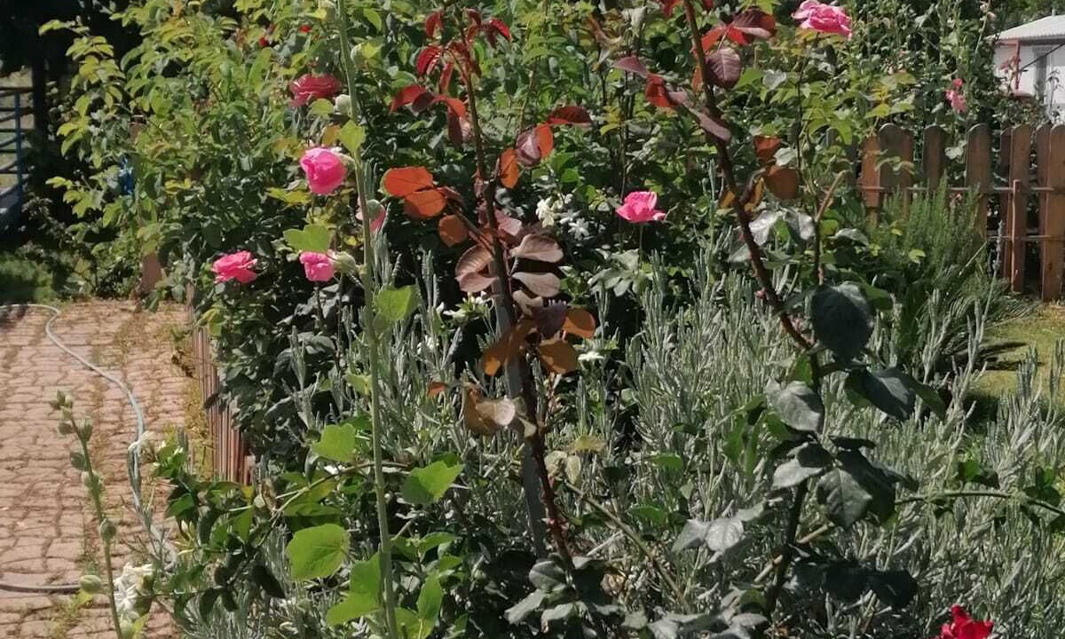 Photo of Outdoor in Hisaronu