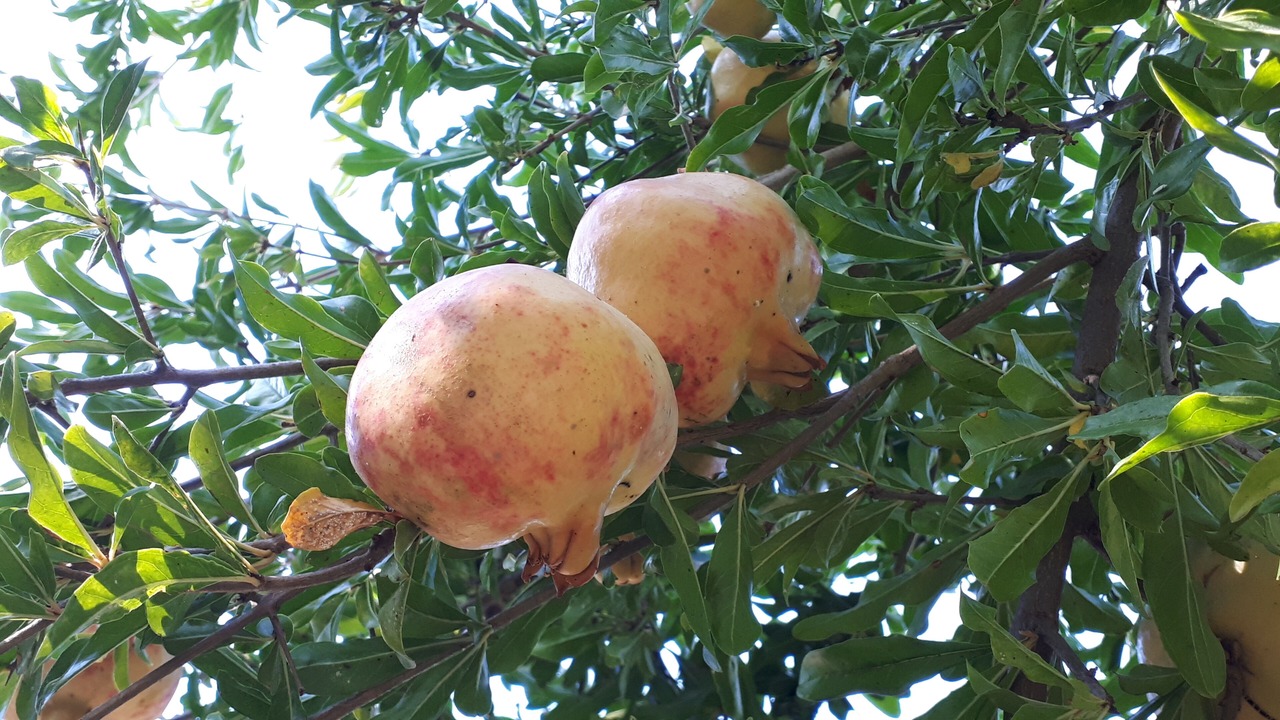Photo of Outdoor in Old Datca
