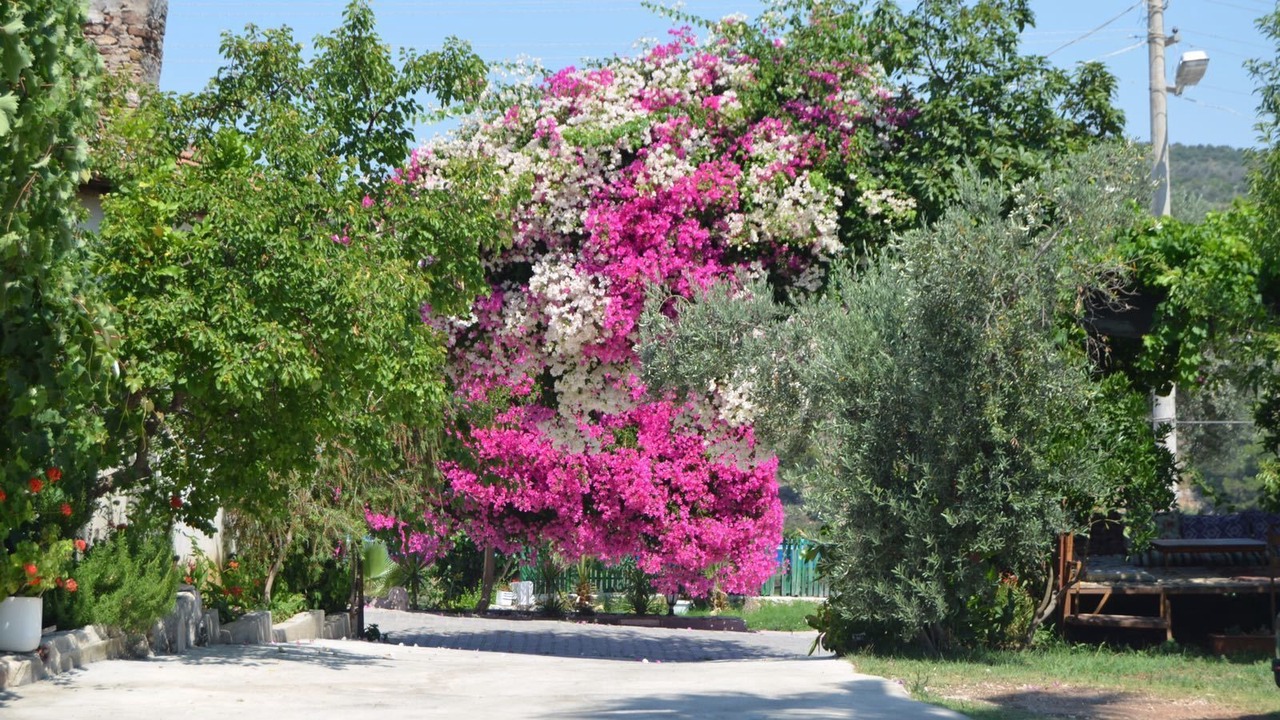 Photo of Outdoor in Patara