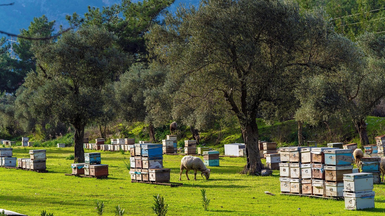 Photo of Outdoor in Turgutkoy Koyu