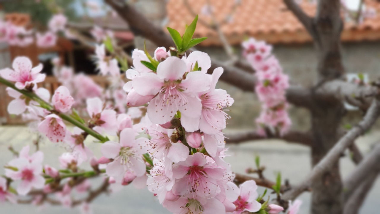 Photo of Outdoor in Ayvacik