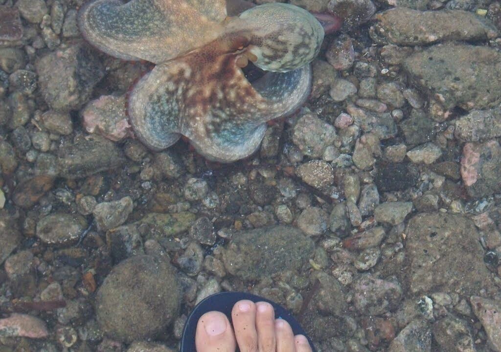 Photo of Others in Datca City Center