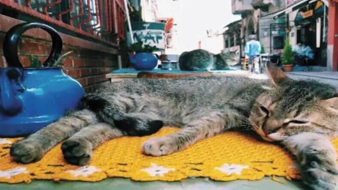 Photo of Others in Balat