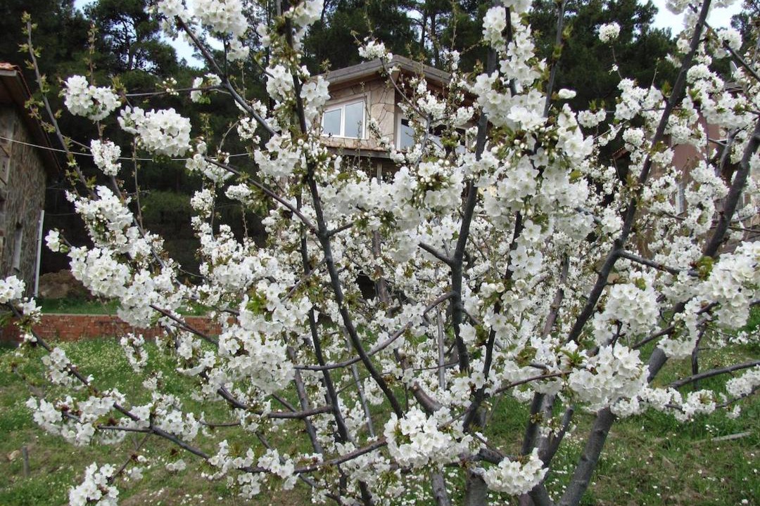 Photo of Outdoor in Bayindir