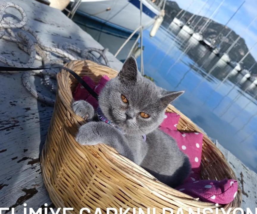Photo of Others in Selimiye