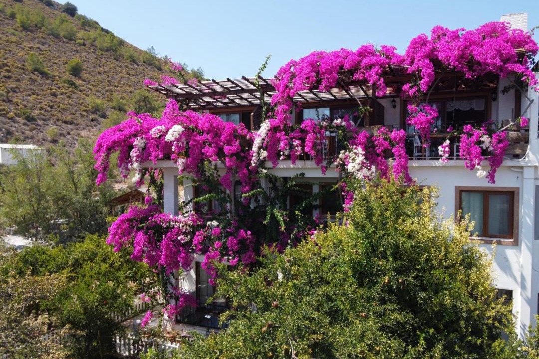 Photo of Others in Datca