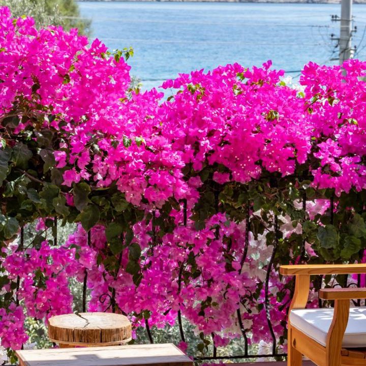Photo of Others in Datca