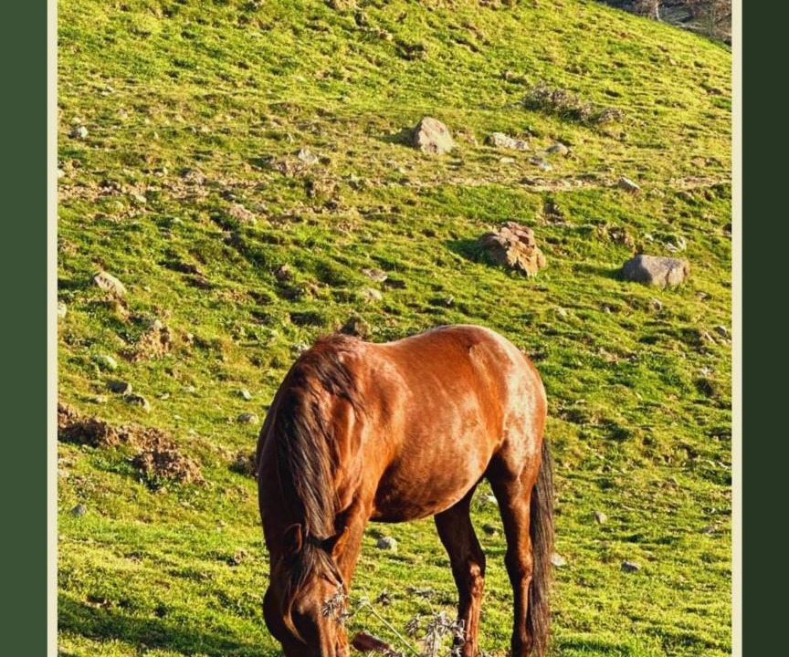 Photo of Others in Bergama