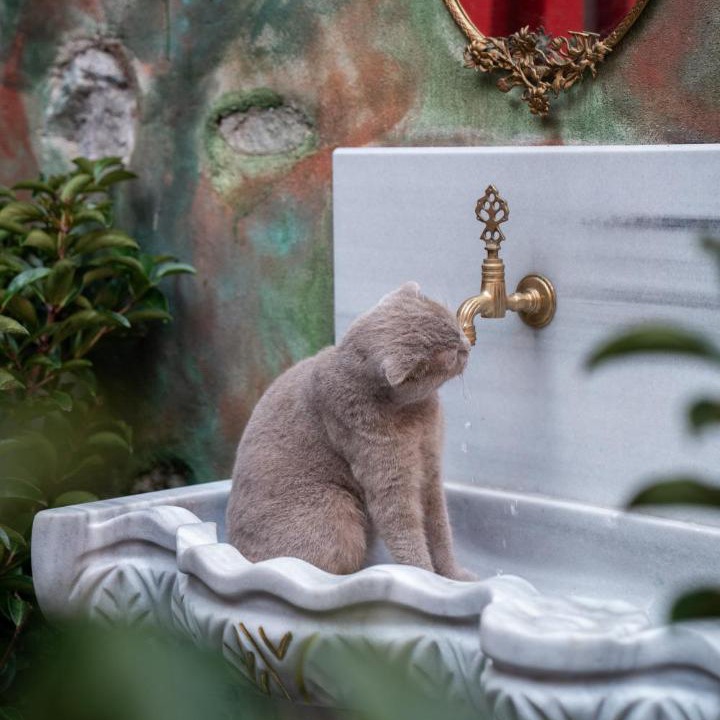 Photo of Others in Pera