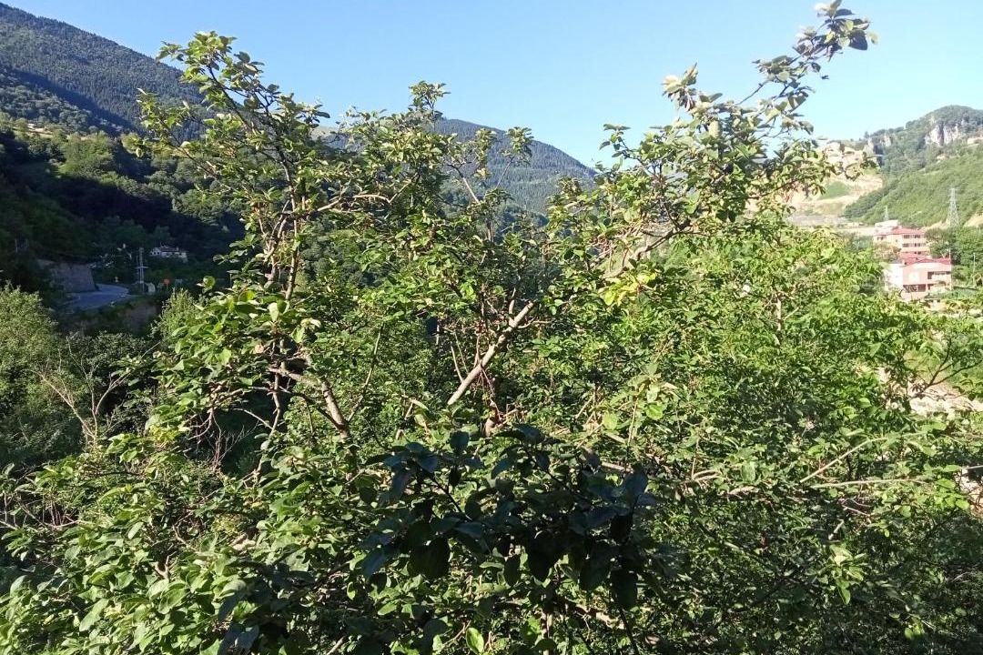 Photo of Outdoor in Macka