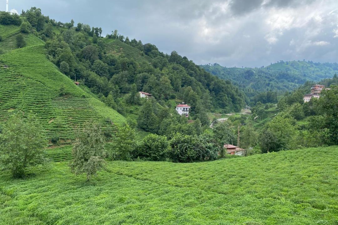 Photo of Others in Rize