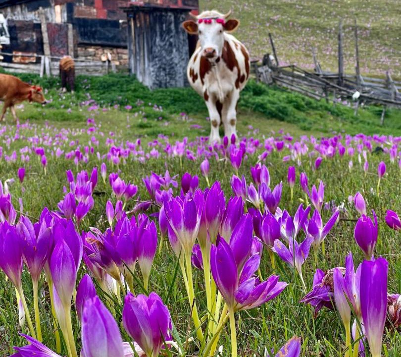 Photo of Others in Salpazarı