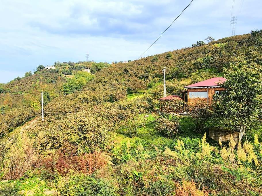 Photo of Others in Trabzon