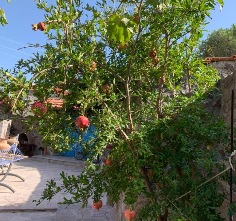 Photo of Others in Ayvacik