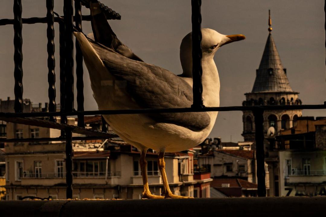 Photo of Others in Pera