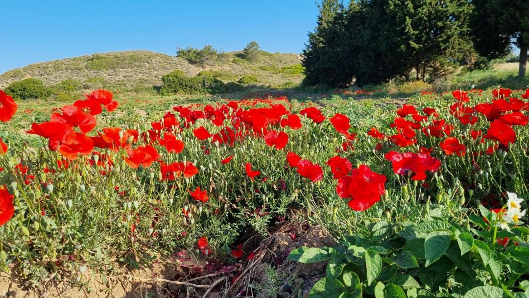 Photo of Outdoor in Datca