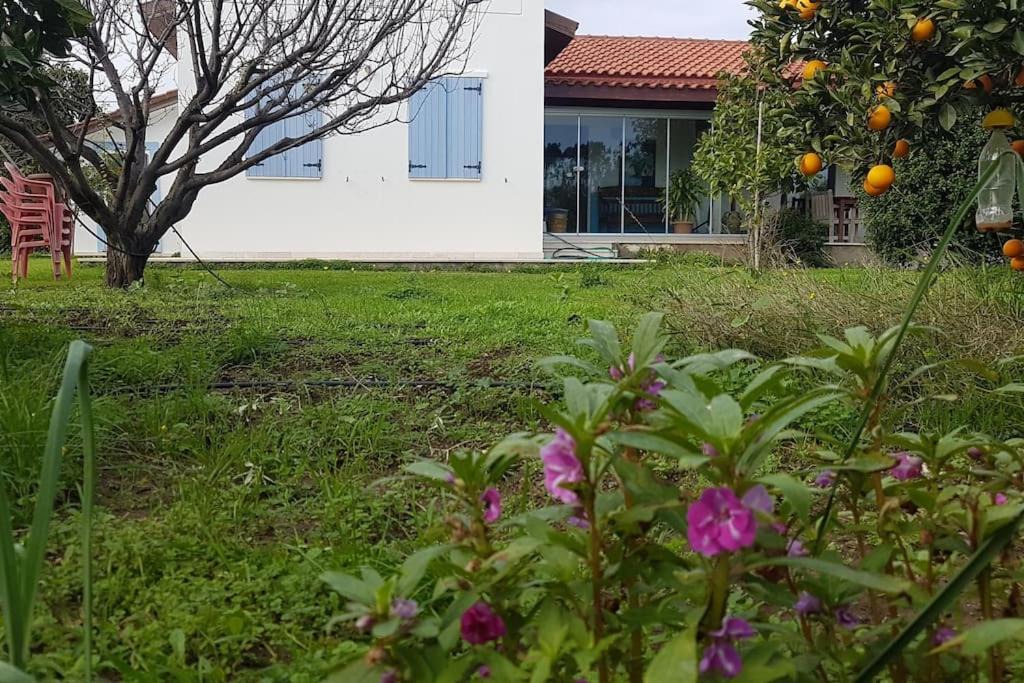 Photo of Buildings in Datca
