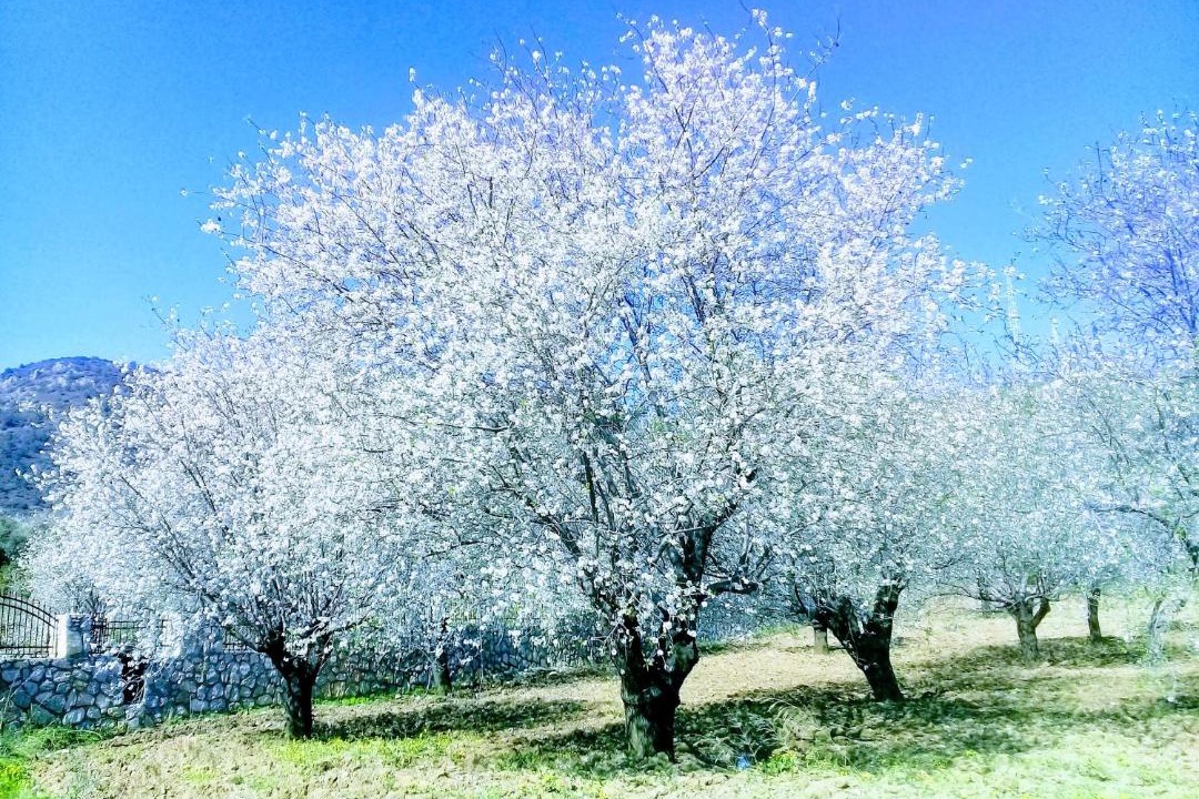 Photo of Others in Mesudiye