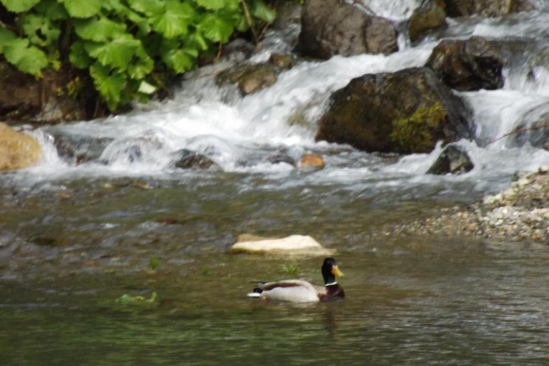 Photo of Others in Uzungol