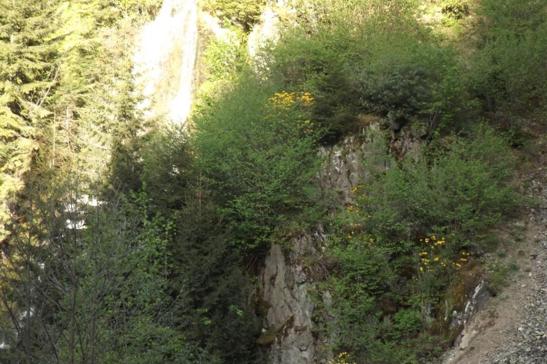 Photo of Others in Uzungol