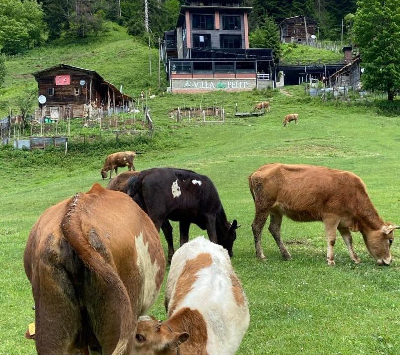 Photo of Others in Ayder Yaylasi