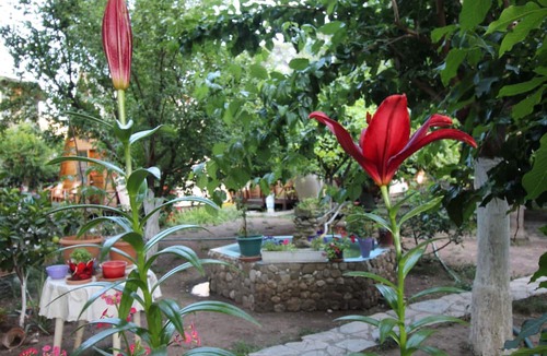 Cirali Cabin | Oran Pansiyon Agac Evler
