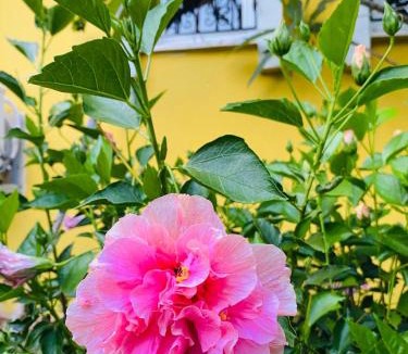 Fethiye City Center House | Ceres26