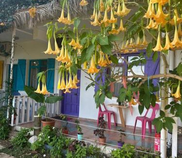 Cirali House | GAYA PANSİYON ÇIRALI